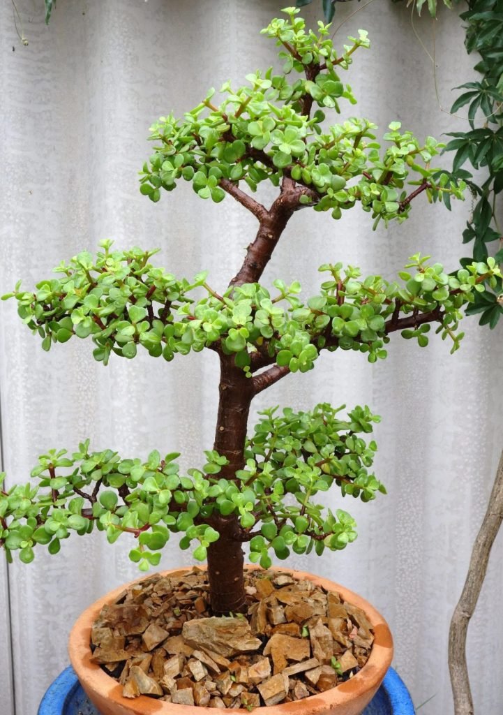 Jade Plant