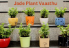 Jade Plant Vaasthu