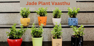 Jade Plant Vaasthu