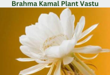 Brahma Kamal Plant Vastu