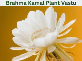 Brahma Kamal Plant Vastu