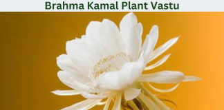 Brahma Kamal Plant Vastu