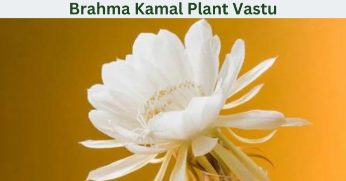 Brahma Kamal Plant Vastu