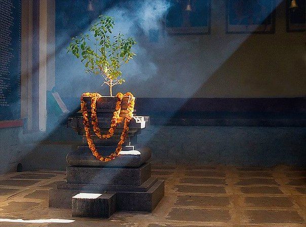 Tulsi plant inside the home Tulsi plant benefits for home and health