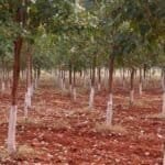 navya sai red sandalwood farms