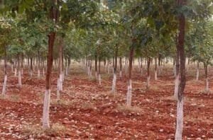navya sai red sandalwood farms