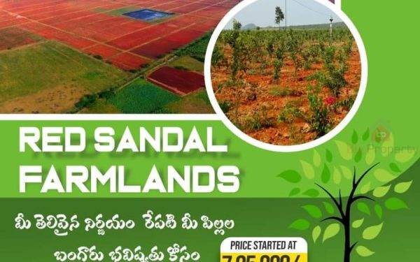 Red Sandal Farm In Hyderabad | Dheeman Red Sandals