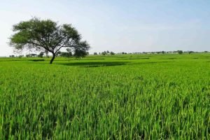 Agriculture land for sale in Nednure, Sangareddy