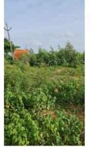 Plot for Sale in Kandi, Hyderabad