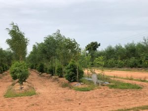 Sandalwood Farm Plots for sale at Yadagirigutta,