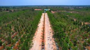 sandalwood farm plots for sale in Alair, Bhuvanagiri
