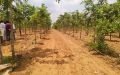 Farm Plots For Sale in Shadnagar, Rangareddy.