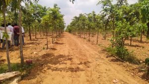 Farm Plots For Sale in Shadnagar, Rangareddy.