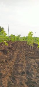 Farm Plots For Sale in Narayankhed, Sangareddy.