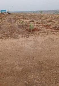 Farm Plots For Sale in Narayankhed, Sangareddy.