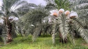 MEGA DATE FARM VENTURE IS AVAILABLE FOR SALE IN NARAYANKHED.