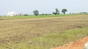 Open Plot For Sale in Punadipadu, Vijayawada.