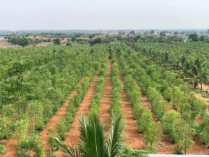 Residential Plots for Sale in Kolanupaka, Yadadri.