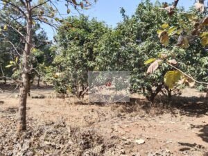 Best Farm plots for sale in Shankarpally, Rangareddy.